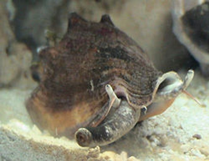 Hovedbilde Strombus sp (spiser cyano alger)