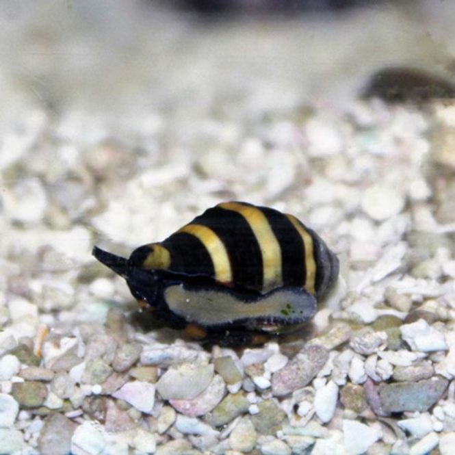Hovedbilde Bumblebee snegle 