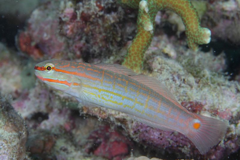 Crosshatch goby / Amblygobius decussatus