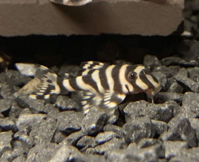 Hovedbilde L236 Hypancistrus 4-5cm( glaser)