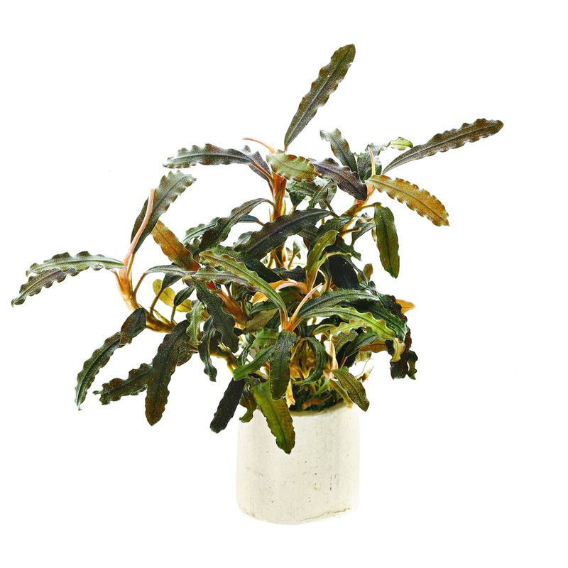 Bucephalandra Biblis 