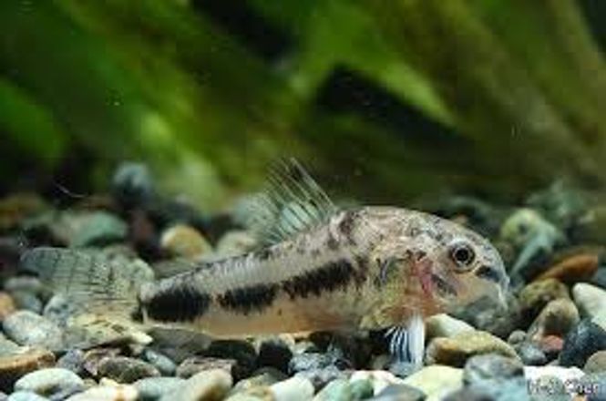 Hovedbilde Corydoras Habrosus