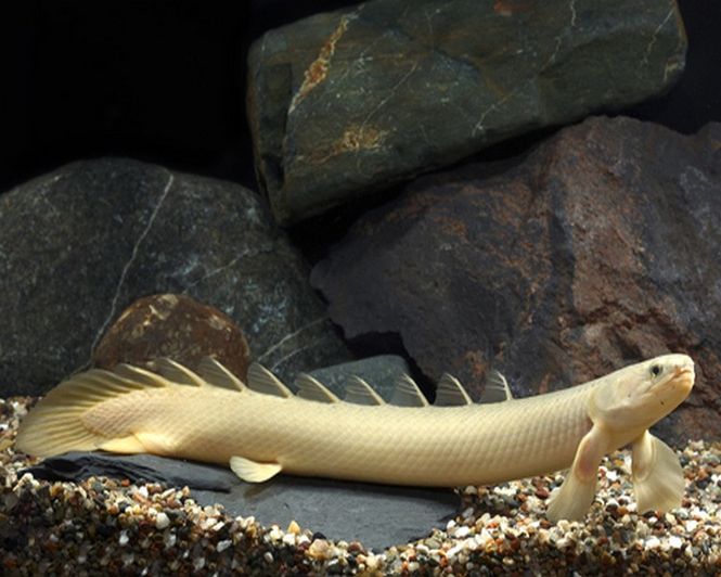 Hovedbilde POLYPTERUS SENEGALUS /SENEGAL BIKIR  10-12CM 