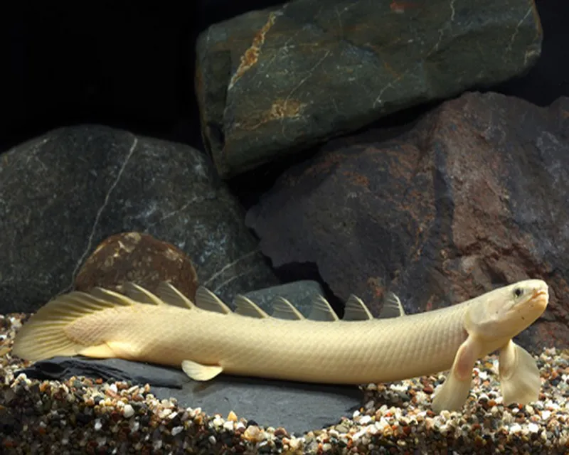 POLYPTERUS SENEGALUS /SENEGAL BIKIR  10-12CM 