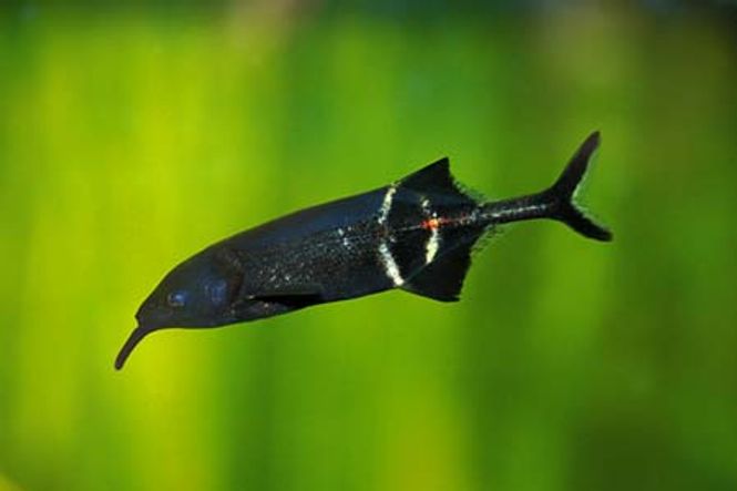 Hovedbilde ELEFANTFISK 25cm