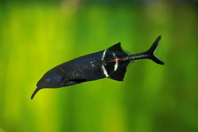 ELEFANTFISK 7-11cm