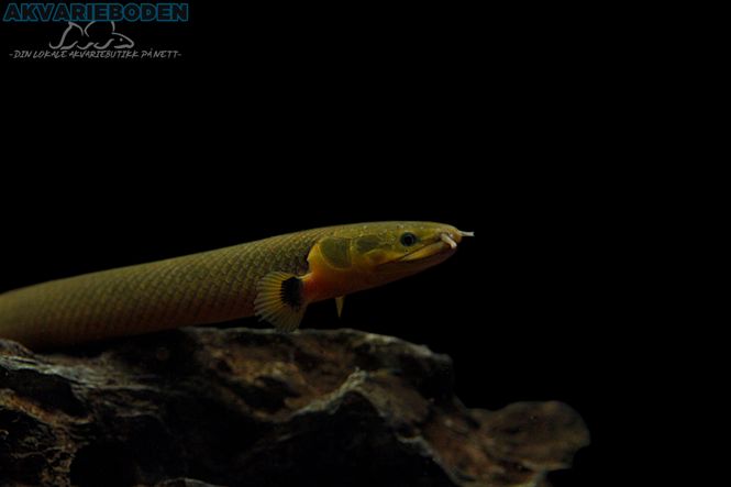 Hovedbilde Øre Ål 20-30cm