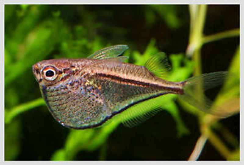 Øksefisk Carnegiella marthae 