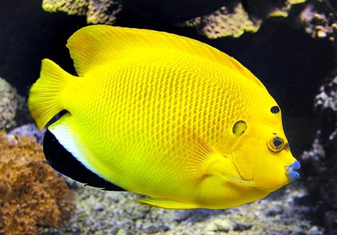 Hovedbilde Apolemichthys trimaculatus 6-8cm