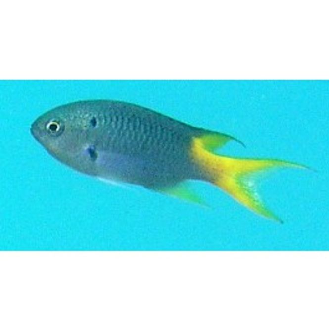 Hovedbilde Neopomacentrus azysron