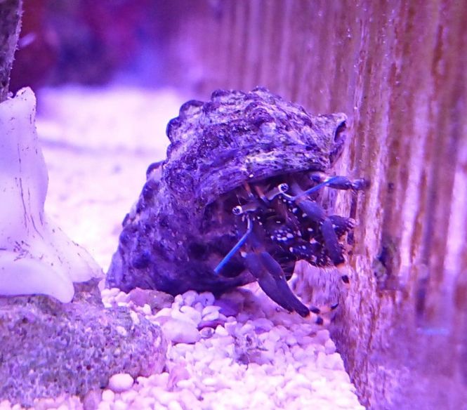 Hovedbilde EREMITKRABBE MIX KENYA 1-3CM