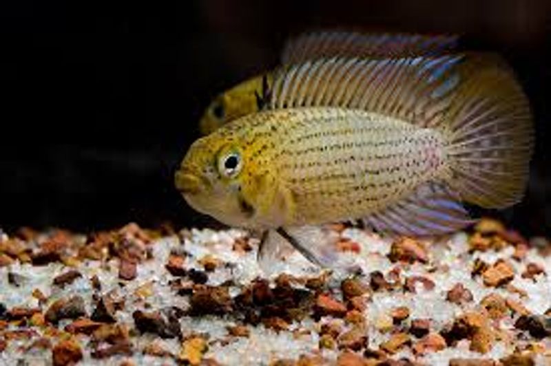 APISTOGRAMMA TUCURUI 3-4cm