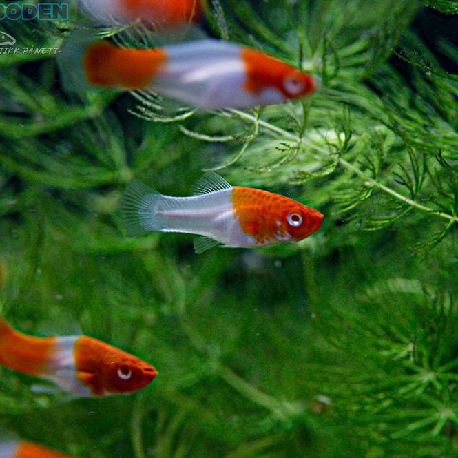 Hovedbilde Platy  Koi Kohaku 