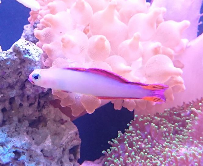 Hovedbilde Decora Nemateleotris Decora