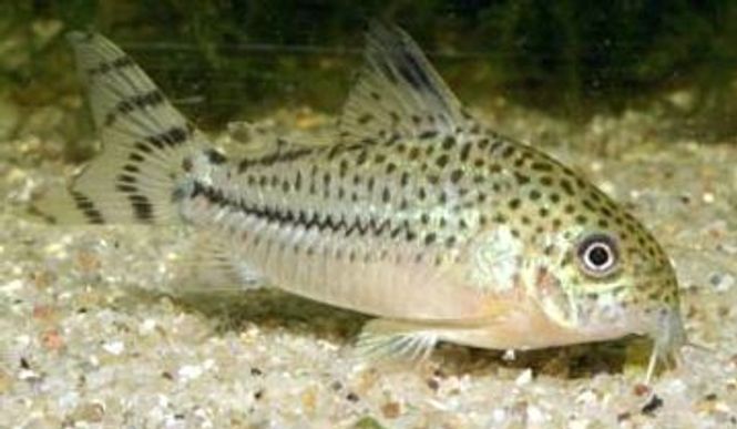 Hovedbilde Corydoras  C120 F1 