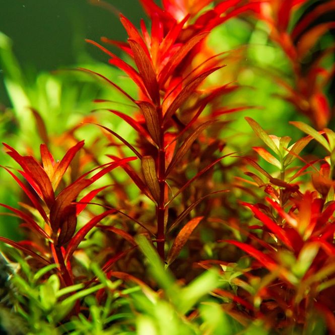 Hovedbilde Rotala rotundifolia 'Blood Red' 1-2 Grow Invitro