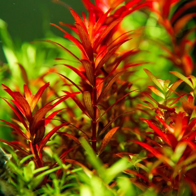Rotala rotundifolia 'Blood Red' 1-2 Grow Invitro