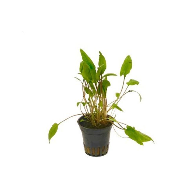 Hovedbilde Cryptocoryne green crisped leaf Akvarieplante 