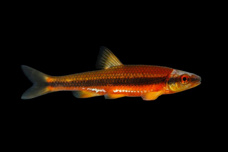 Notropis Lutipinnis  Meget Sjelden