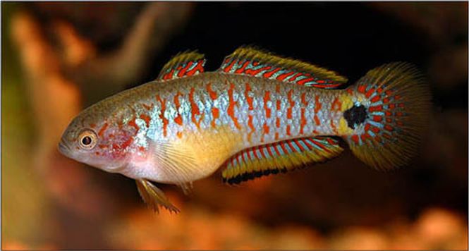 Hovedbilde Indianer Goby / TATEURNDINA OCELLICAUDA