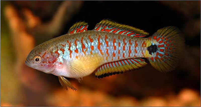 Indianer Goby / TATEURNDINA OCELLICAUDA