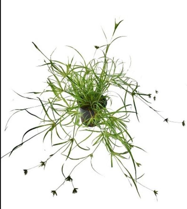 Hovedbilde Junces Repens 