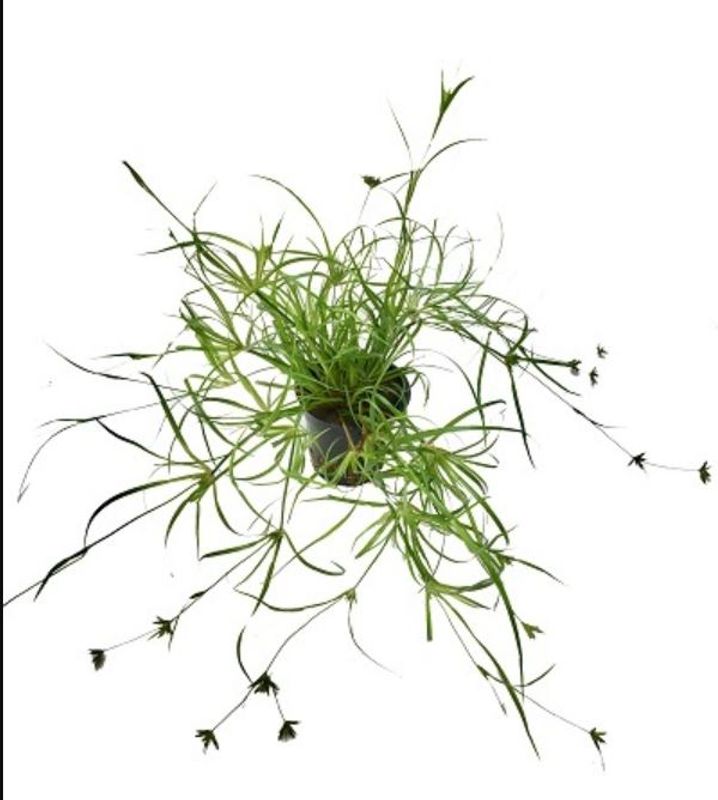Junces Repens 