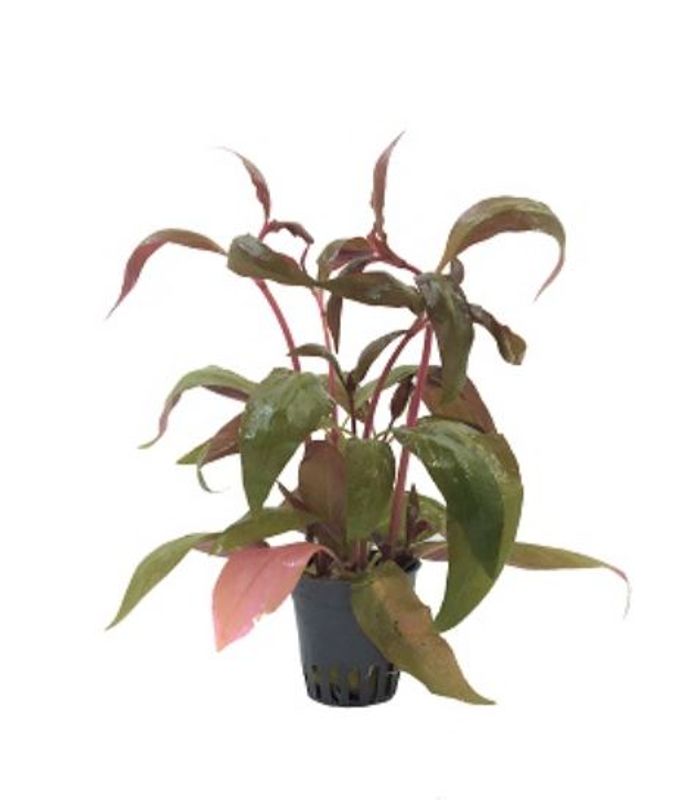 Alternanthera lilacina Akvarieplante