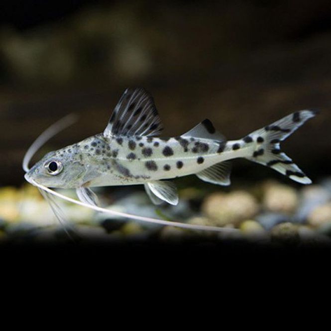 Hovedbilde PIMELODUS PICTUS 