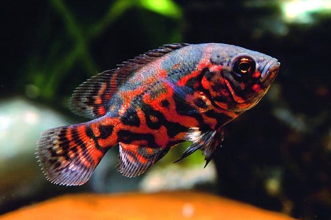 Hovedbilde Tiger Oscar Ciklide  / ASTRONOTUS OCELLATUS RED TIGER ...