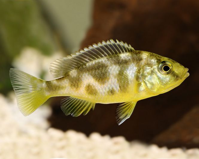 Hovedbilde Nimbochromis venustus 6-8cm