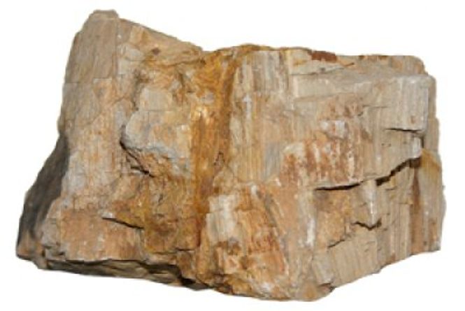 Hovedbilde Forsteinet Tre  