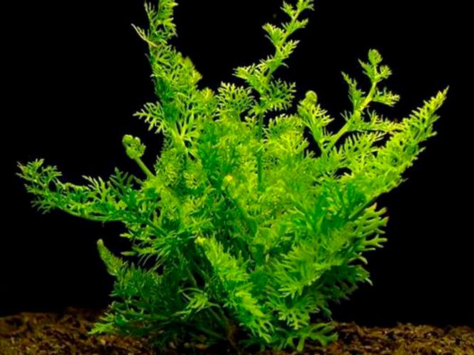 Hovedbilde Ceratopteris Siliquosa 