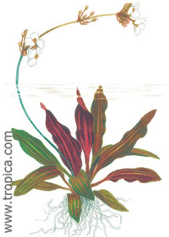 Echinodorus rubin