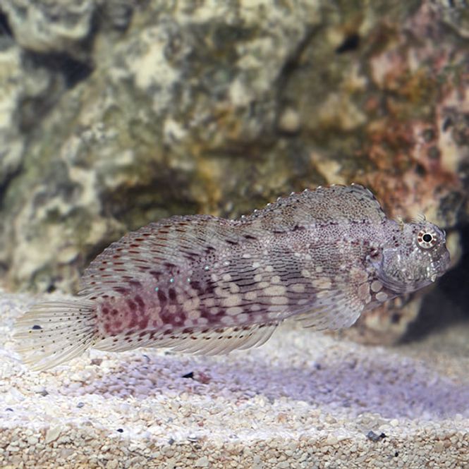 Hovedbilde Salarias Blenny / Salarias Facsiatus
