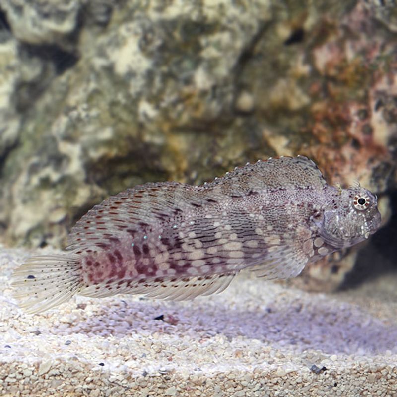 Salarias Blenny / Salarias Facsiatus