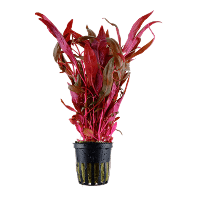 Hovedbilde Alternanthera Reineckii Cardinalis Dubble Red Akvarieplante