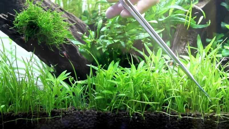 Lilaopsis Novea-Zealandiae 