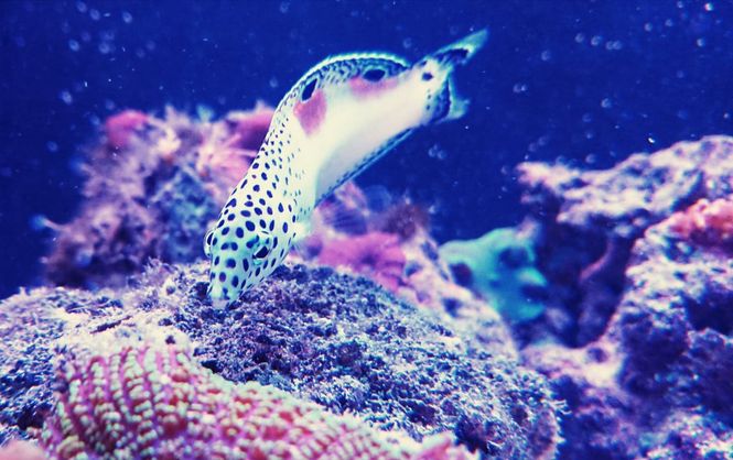 Hovedbilde Coris angulata 9-10cm Clown Wrasse