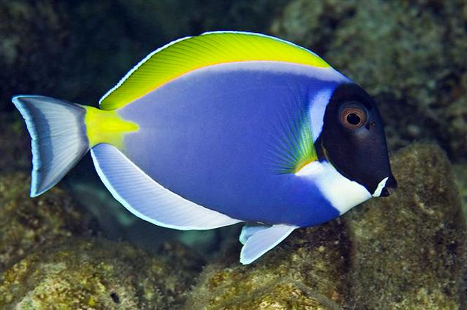 Hovedbilde Acanthurus leucosternum /hvitbryst kirug