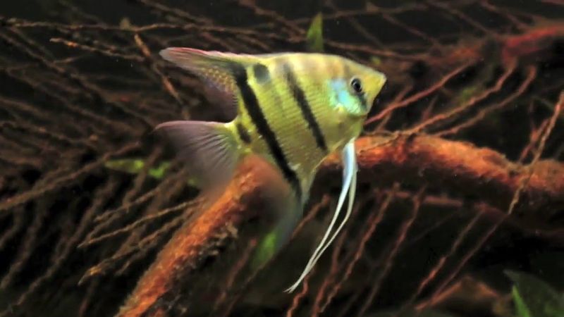  Pterophyllum Leopoldi VF 