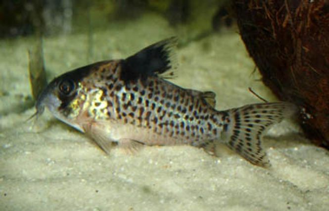 Hovedbilde Corydoras  leucomelas 