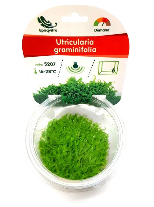Hovedbilde Utricularia graminifolia  epaqvitro