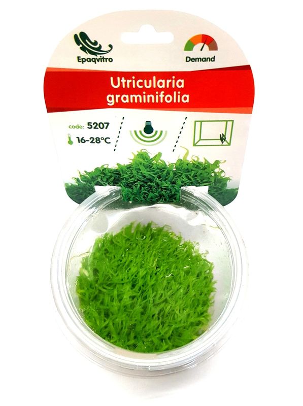 Utricularia graminifolia  epaqvitro