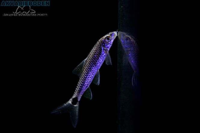 Hovedbilde Crossocheilus Reticulatus