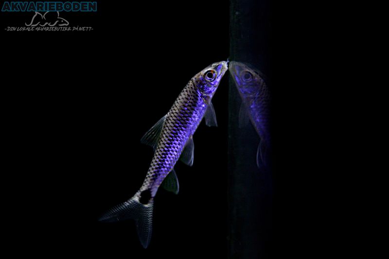 Crossocheilus Reticulatus