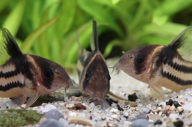 Hovedbilde Corydoras parallelus CW 127