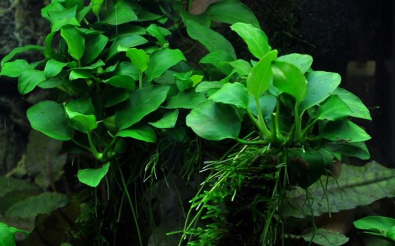 Anubias Petite - Potte