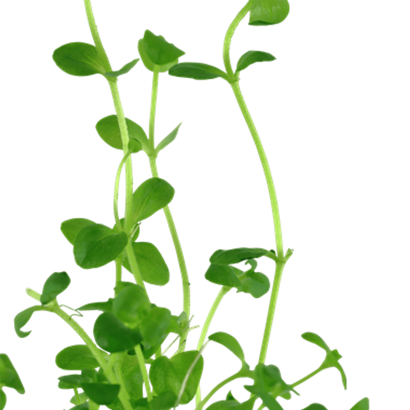 Bacopa australis - Potte