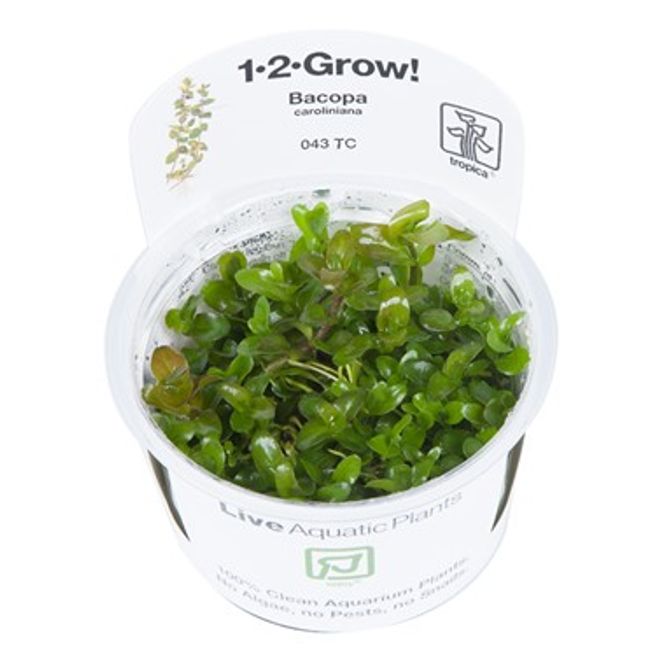 Hovedbilde Bacopa caroliniana - 1-2 Grow!